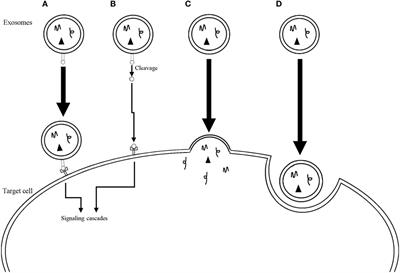 Exosomes and Immune Response in Cancer: Friends or Foes?